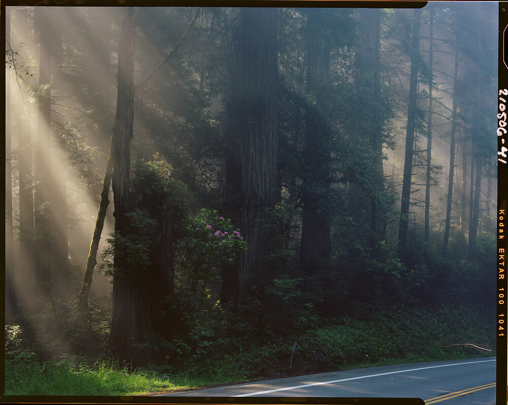 Ektar.jpg